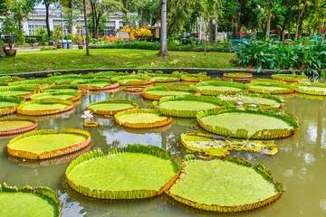 Foto auf Acrylglas Wasserlilien Victoria Amazonica Giant Water Lilies  © Alex Pelikh