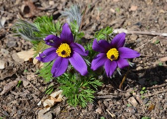Küchenschelle - Kuhschelle blüht lila - Pulsatilla