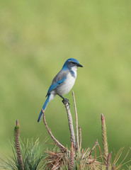 California scrub jay