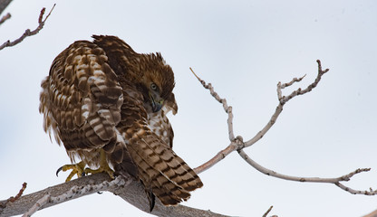Juvenile Red tail hawk