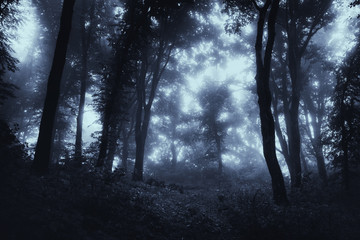 Obraz premium forest at night, scary halloween background