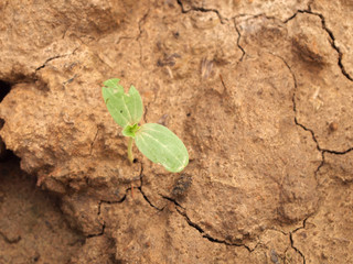 tree growing on cracked earth