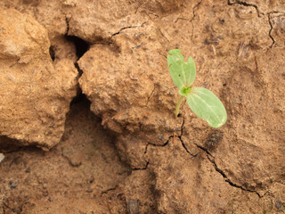 tree growing on cracked earth