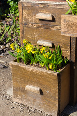Daffodils growing in filing cabinet