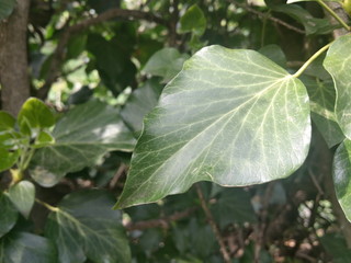 Leaf Vain 