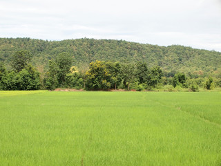 Rice Field