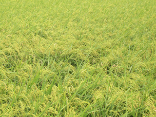 Rice Field