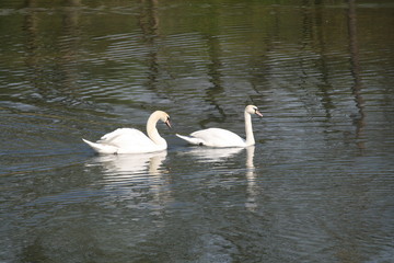 Fototapeta premium Ein Schwanenpaar