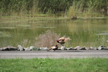 Fasanenkampf - Jagdfasan 3