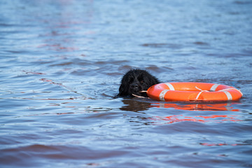 newfoundland dog water work training