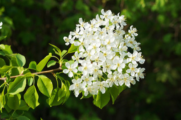 Blüte einer Wildkirsche