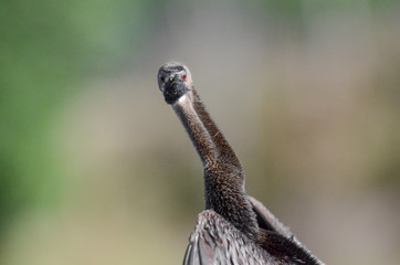 Anhinga looking head on with steel wool caught in bill; environmental hazard