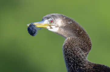 Fototapeta premium Anhinga with steel wool caught in bill; environmental hazard