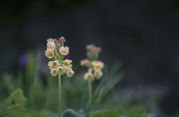 Primevère officinale