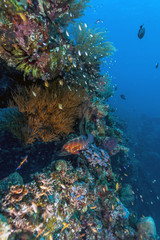 Coral reef off coast of Bali