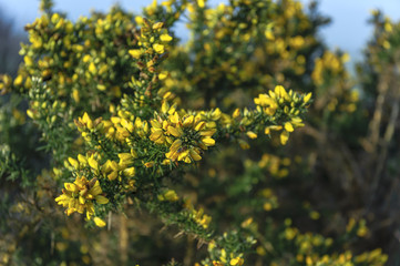 Cytisus scoparius - Spring plant - natural scenery