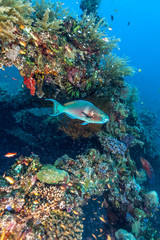 Fototapeta premium Coral reef off coast of Bali