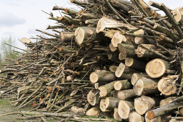 A lot of firewood that still needs to be cut down in smaller pieces