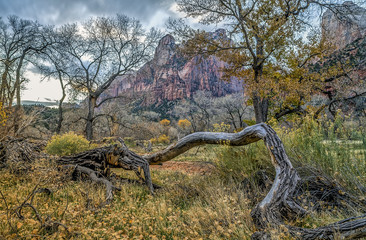 Zion National Park