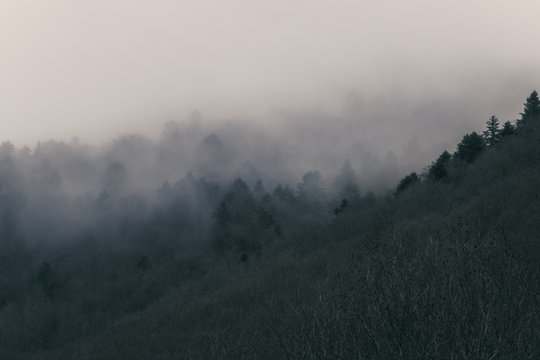 Forêt dans la brume © Marc Andreu