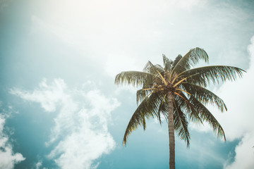 Obraz premium Coconut palm trees, beautiful tropical background, vintage filter