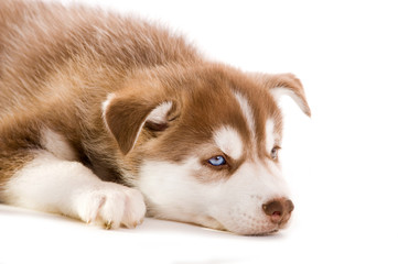 Sibirian Husky Welpe isoliert auf weißem Hintergrund