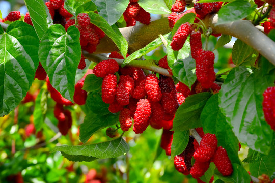 Fresh ripe mulberry berries on tree - Fresh mulberry ,  red unripe mulberries on the branch