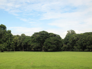Fototapeta na wymiar green grass field in city park