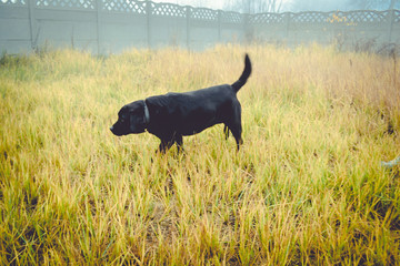 Black labrador retriever