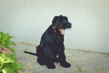 yawning dog