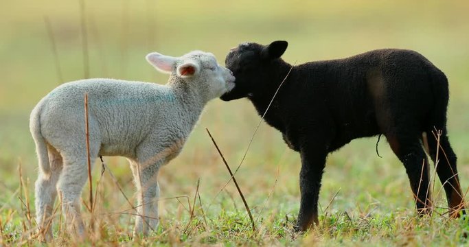 Cute young black and white lambs on pasture, early morning in spring. Symbol of spring and newborn life.