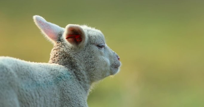 Cute young lamb on pasture, early morning in spring.