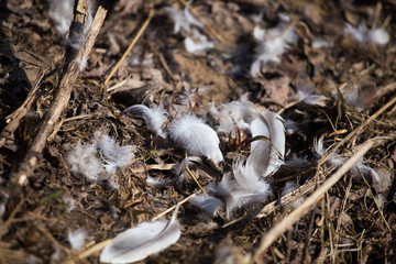 Light gray feathers scattered on the ground. Remains of a wild bird. Sunny day in spring outdoors.