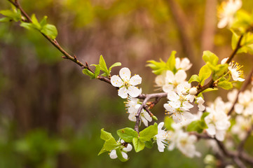 Fototapeta premium White blossoms on the branches of trees in the rays of the sun. Flower on a tree in the garden, beautiful flower garden background