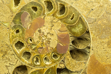 Great ammonite shell viewed in section, revealing the internal chambers and septa. Large polished examples are prized for their aesthetic, and scientific, value. Creative background photography.