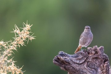 detailed portrait of a female black redstart (Phoenicurus ochruros) perched on a log.