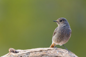 detailed portrait of a female black redstart (Phoenicurus ochruros) perched on a log.