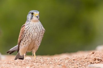 portrait of a common kestrel (Falco tinnunculus) perched on the ground with green background