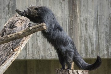 Binturong o Manturon