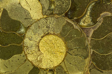 Obraz na płótnie Canvas Great ammonite shell viewed in section, revealing the internal chambers and septa. Large polished examples are prized for their aesthetic, and scientific, value. Creative background photography.