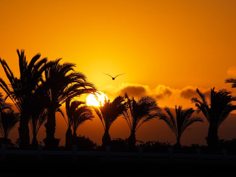 sunset view with palm trees and a silhouette of a bird in the paracas natural reserve