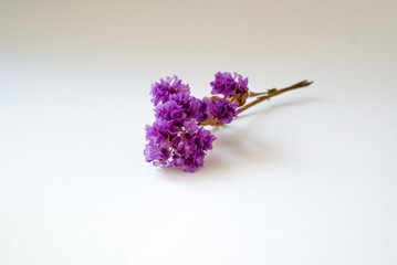 dry purple flower on white background