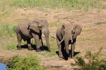 Naklejka na ściany i meble The African bush elephant (Loxodonta africana). Two big males in the dry river.