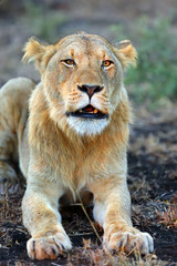 The lion (Panthera leo), young male roaring in the sunset.