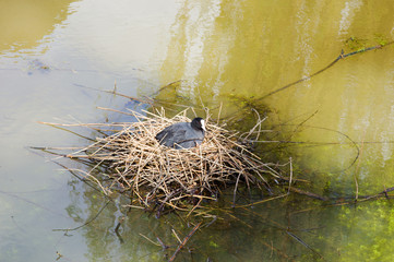 Coot on nest