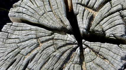 Wellenbrecher am Nordseestrand, verwitterte Holzstämme
