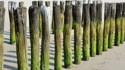 Wellenbrecher am Nordseestrand, verwitterte Holzstämme