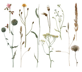 Set of watercolor field's plants isolated on white. Grass.