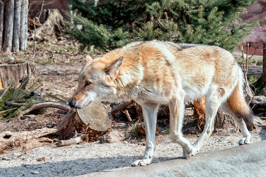 Wolf is going outdoor. Eurasian wolf a subspecies of the Grey Wolf native to Russia and Eastern Europe.