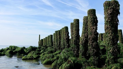 Wellenbrecher am Nordseestrand, verwitterte Holzstämme